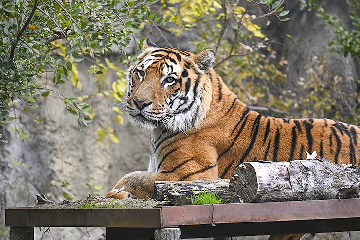 【とべ動物園ねこ歩き 愛媛/伊予郡砥部町】 ネコ科動物との特別な出会いを楽しもう！