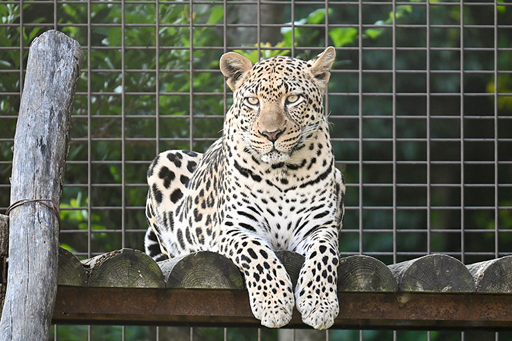 【とべ動物園ねこ歩き 愛媛/伊予郡砥部町】 ネコ科動物との特別な出会いを楽しもう！