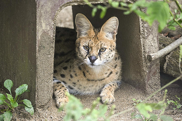 【とべ動物園ねこ歩き 愛媛/伊予郡砥部町】 ネコ科動物との特別な出会いを楽しもう！