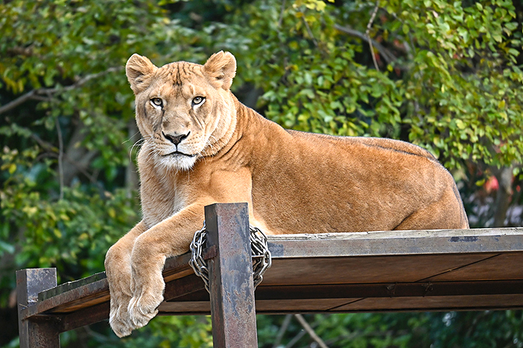 【とべ動物園ねこ歩き 愛媛/伊予郡砥部町】 ネコ科動物との特別な出会いを楽しもう！