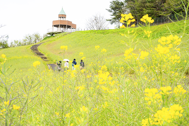 【翠波高原 菜の花まつり 愛媛/四国中央市】 一面の菜の花に囲まれる圧倒的な映え空間を楽しもう！