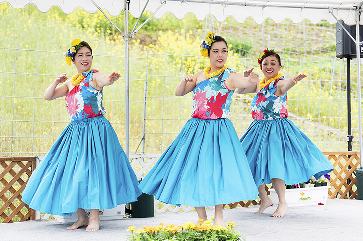 【翠波高原 菜の花まつり 愛媛/四国中央市】 一面の菜の花に囲まれる圧倒的な映え空間を楽しもう！