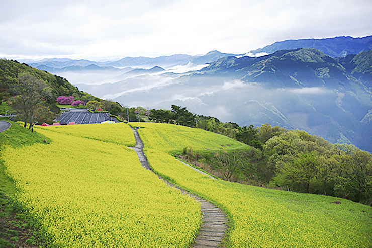 【翠波高原 菜の花まつり 愛媛/四国中央市】 一面の菜の花に囲まれる圧倒的な映え空間を楽しもう！