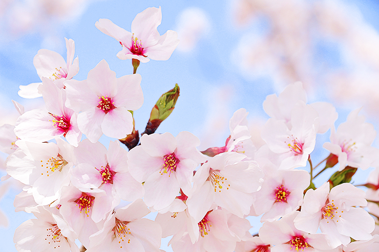 【翠波高原 菜の花まつり 愛媛/四国中央市】 一面の菜の花に囲まれる圧倒的な映え空間を楽しもう！