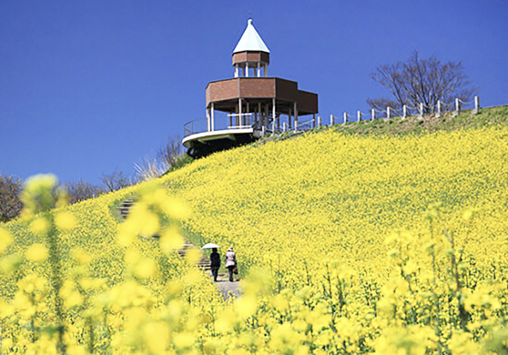 【翠波高原 菜の花まつり 愛媛/四国中央市】 一面の菜の花に囲まれる圧倒的な映え空間を楽しもう！