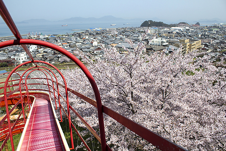 【瓦のふるさと公園 愛媛/今治市】 桜と瀬戸内海の絶景を楽しむ春のひととき