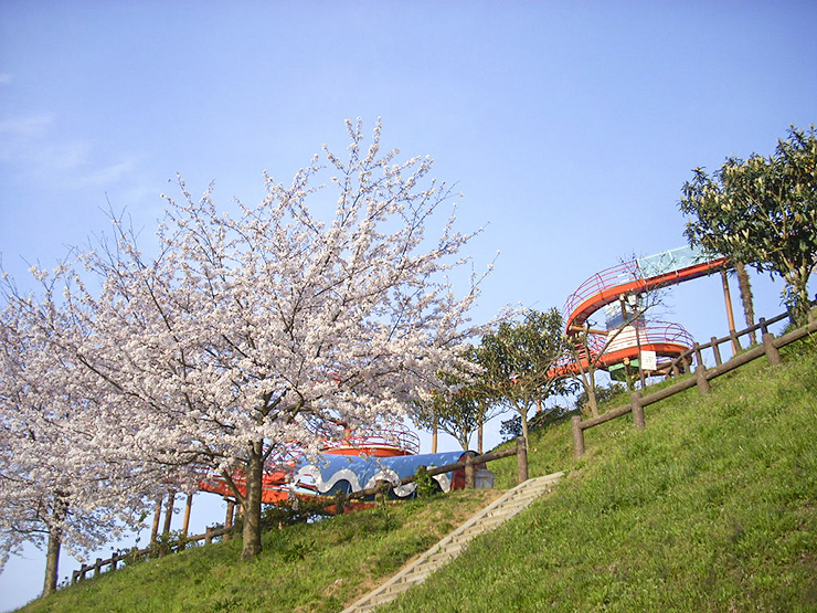 【瓦のふるさと公園 愛媛/今治市】 桜と瀬戸内海の絶景を楽しむ春のひととき