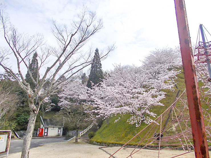 【朝倉緑のふるさと公園 桜情報 愛媛/今治市】 豊かな自然と遊具を楽しもう！