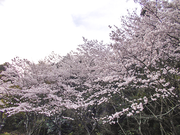 【朝倉緑のふるさと公園 桜情報 愛媛/今治市】 豊かな自然と遊具を楽しもう！