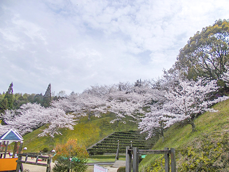 【朝倉緑のふるさと公園 桜情報 愛媛/今治市】 豊かな自然と遊具を楽しもう！