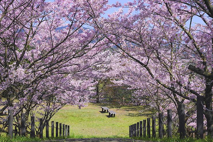 【朝倉ダム湖畔緑水公園 桜情報 愛媛/今治市】 700本の桜が咲き誇る公園で、温かな春をあなたに