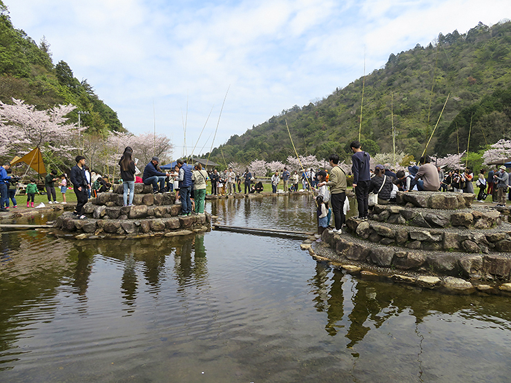 【朝倉ダム湖畔緑水公園 桜情報 愛媛/今治市】 700本の桜が咲き誇る公園で、温かな春をあなたに