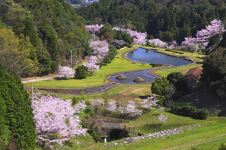 【朝倉ダム湖畔緑水公園 桜情報 愛媛/今治市】 700本の桜が咲き誇る公園で、温かな春をあなたに