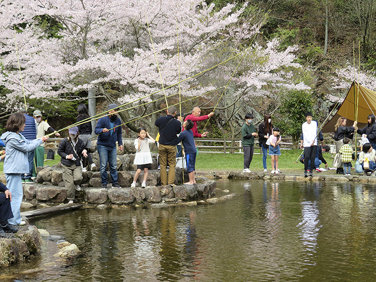 【朝倉ダム湖畔緑水公園 桜情報 愛媛/今治市】 700本の桜が咲き誇る公園で、温かな春をあなたに