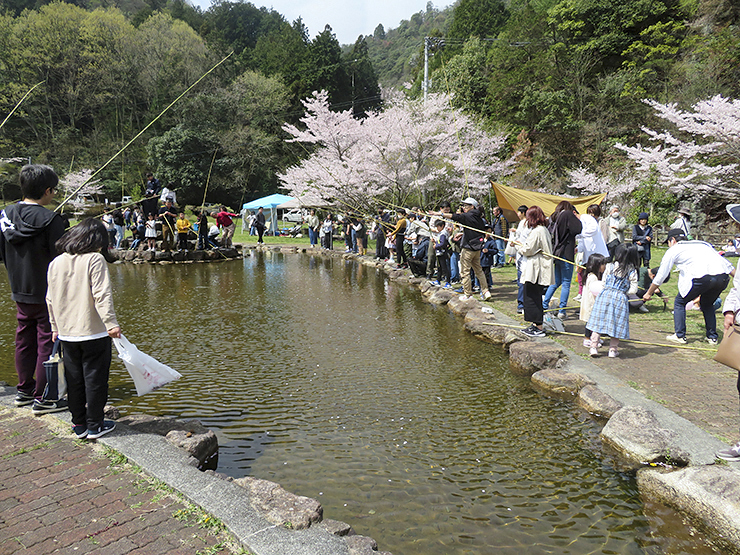 【朝倉ダム湖畔緑水公園 桜情報 愛媛/今治市】 700本の桜が咲き誇る公園で、温かな春をあなたに