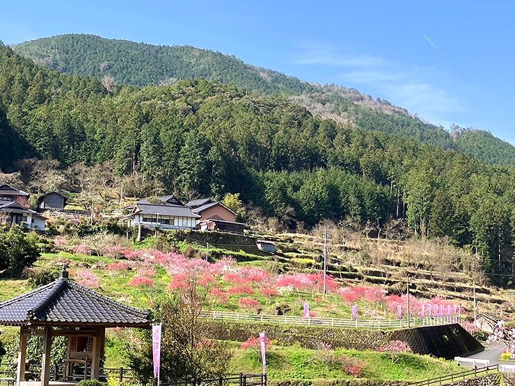 【第4回 桃まつり 愛媛/西予市】 城川町高川地区で桃の花に囲まれる特別なひとときを満喫しよう！