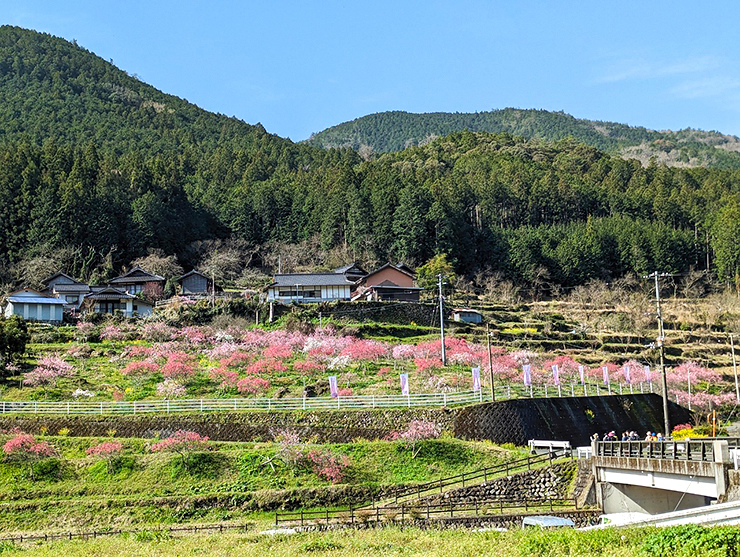 【第4回 桃まつり 愛媛/西予市】 城川町高川地区で桃の花に囲まれる特別なひとときを満喫しよう！