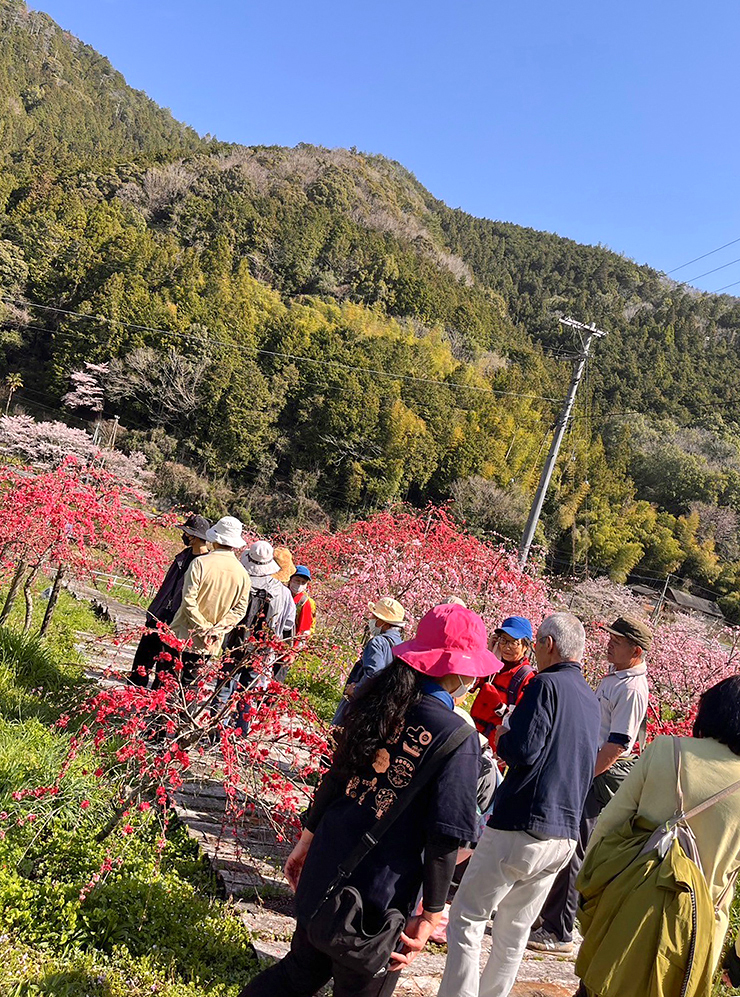 【第4回 桃まつり 愛媛/西予市】 城川町高川地区で桃の花に囲まれる特別なひとときを満喫しよう！