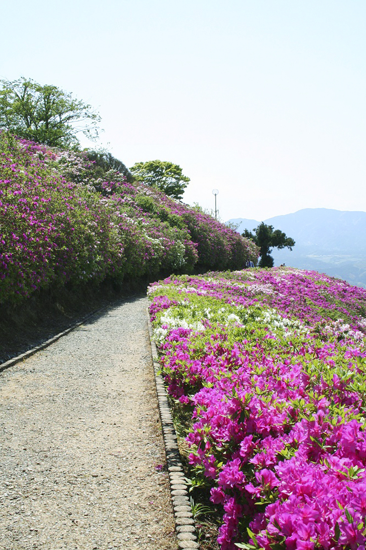 【冨士山つつじまつり 愛媛/大洲市】 色とりどりのつつじで春の絶景を満喫
