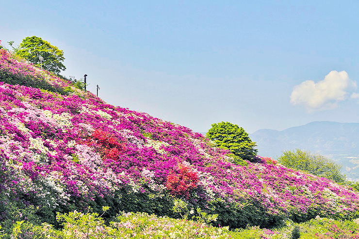 【冨士山つつじまつり 愛媛/大洲市】 色とりどりのつつじで春の絶景を満喫