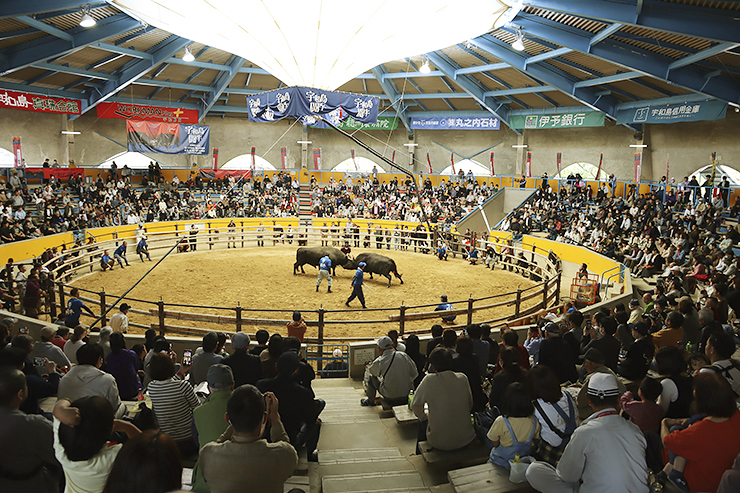 【定期闘牛大会 五月場所 愛媛/宇和島市】 宇和島市営闘牛場で歴史ある祭典を楽しもう！