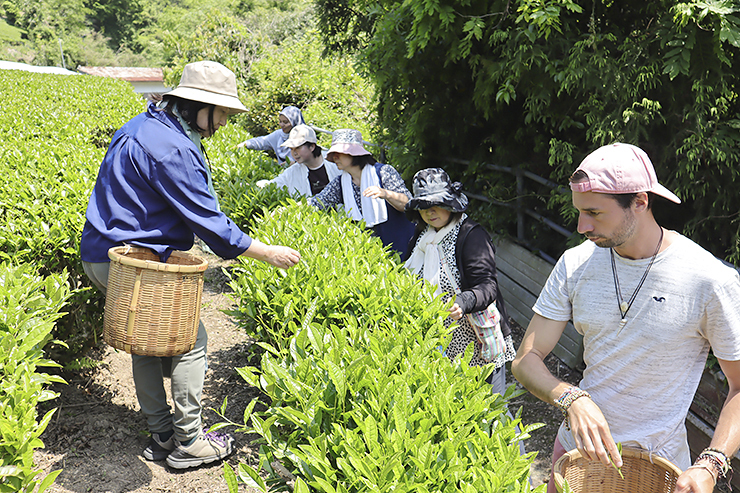 【霧の森お茶摘み体験 愛媛/四国中央市】 緑の中で、豊かな香りに心癒される体験を！