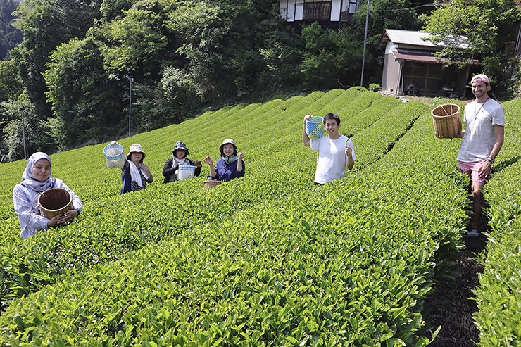 【霧の森お茶摘み体験 愛媛/四国中央市】 緑の中で、豊かな香りに心癒される体験を！