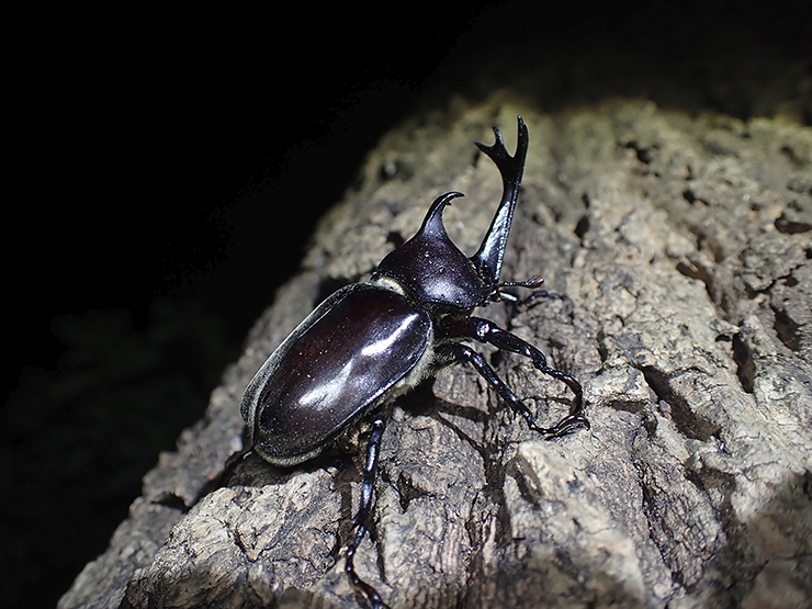 【面河山岳博物館 夜の講座「帰ってきた 真・カブトムシ」 愛媛/久万高原町】 久万高原町で自然科学の新たな発見を体感しよう！