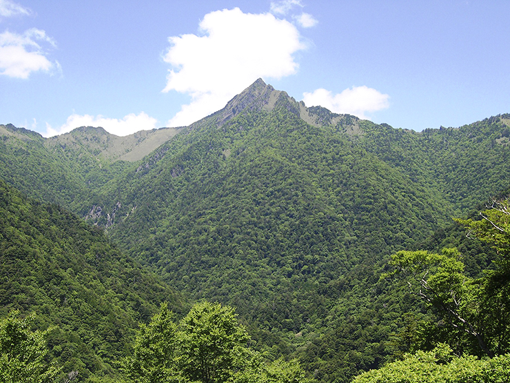 【令和7年度 面河山岳博物館企画展「えひめの外来生物」 愛媛/久万高原町】 外来生物の今を学ぼう