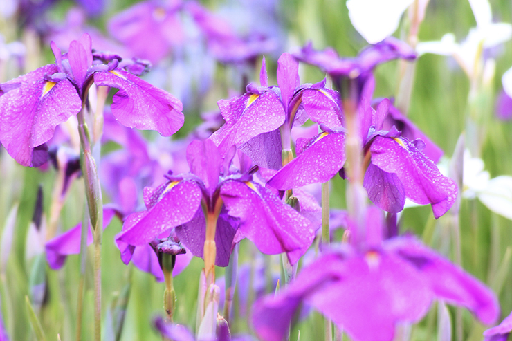 南楽園花菖蒲まつり