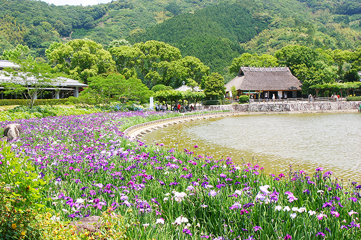 南楽園花菖蒲まつり