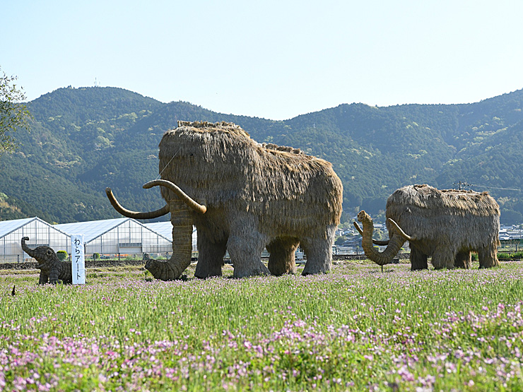第50回宇和れんげまつり