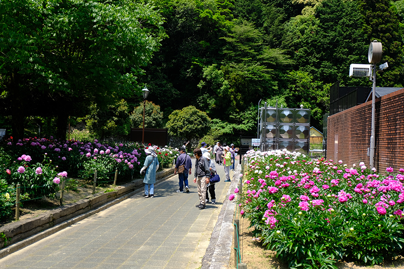 しゃく薬まつり