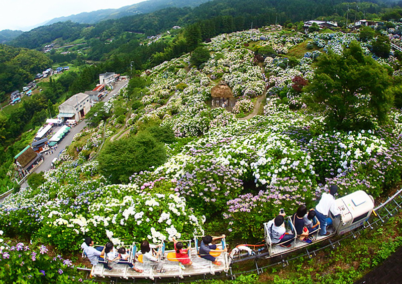 新宮あじさい祭り