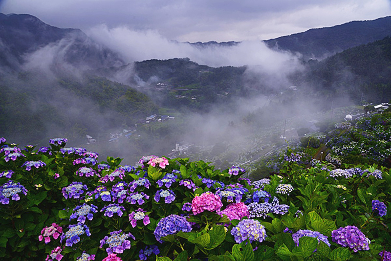 新宮あじさい祭り