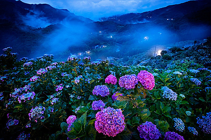 新宮あじさい祭り