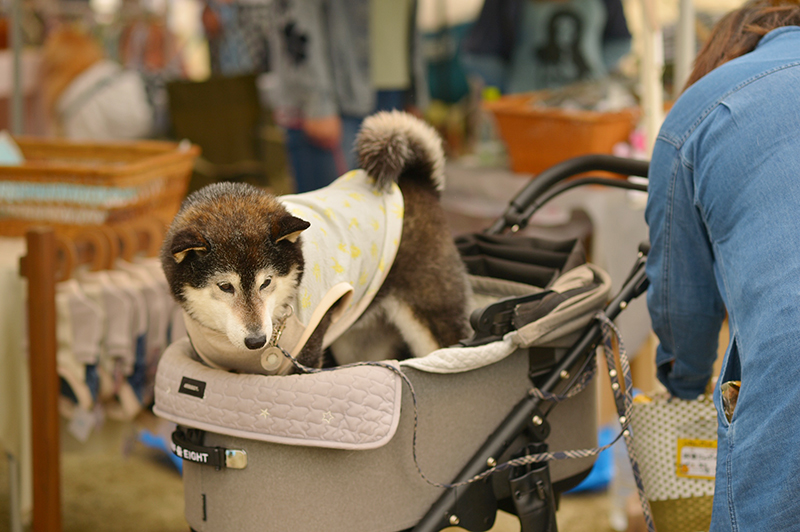 アイリーフェスティバル 2026