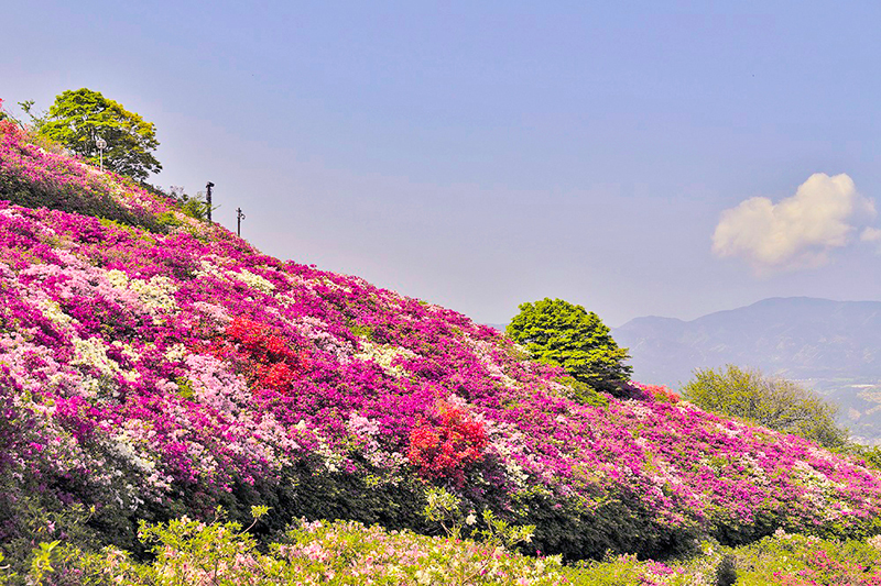 冨士山つつじまつり
