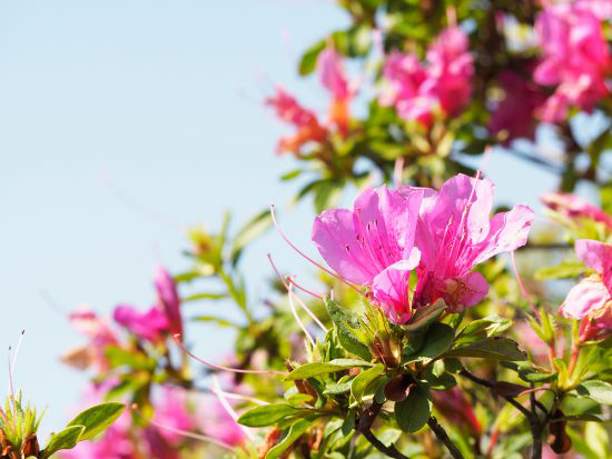 冨士山つつじまつり