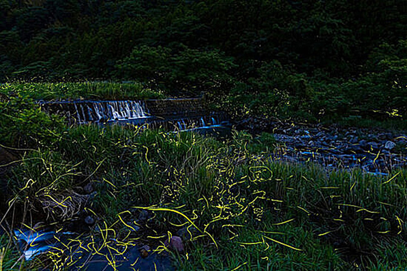 雨滝ほたるの里 鑑賞会