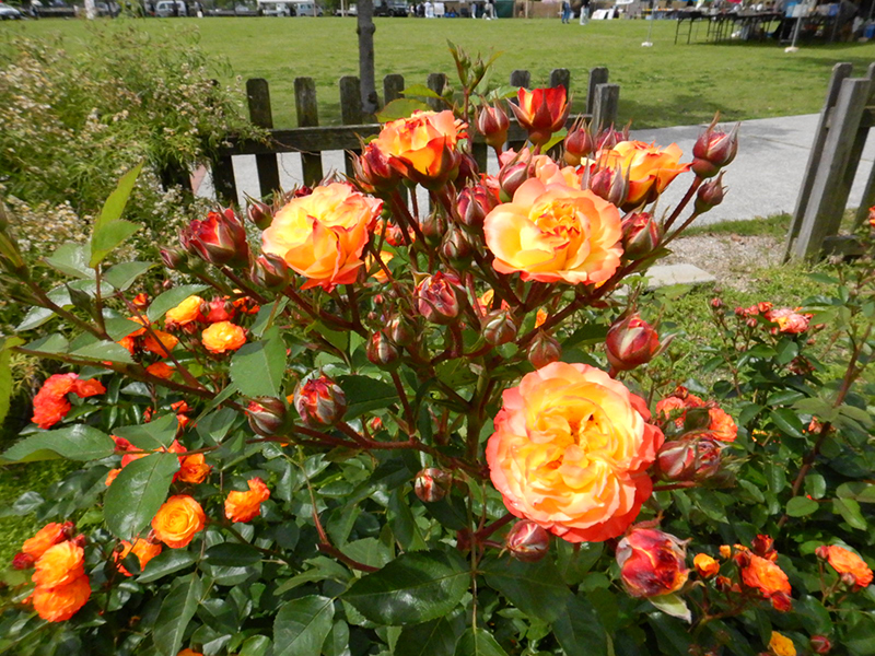 バラ祭りよしうみ2026