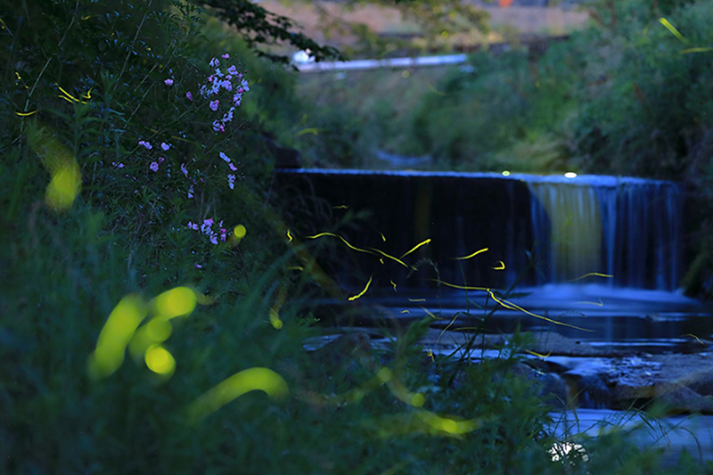 柿原川のホタル観賞