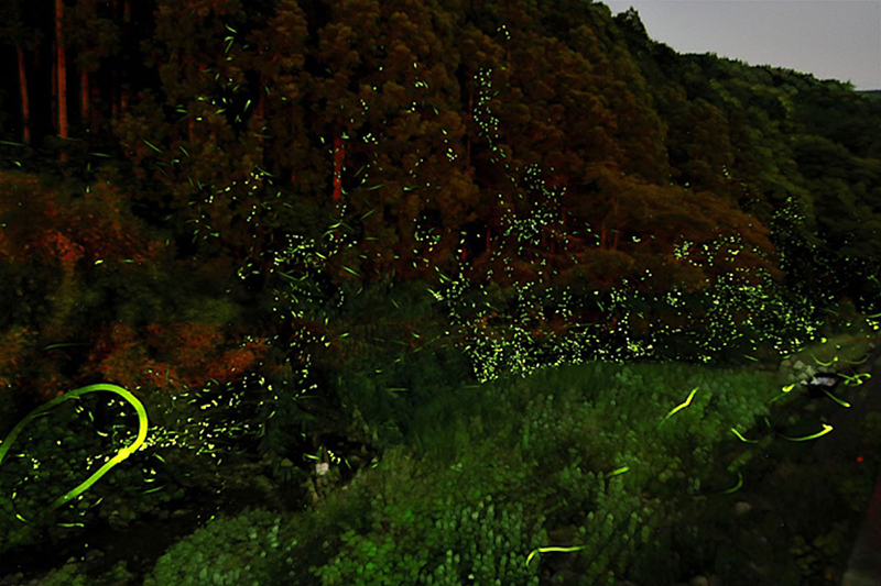 ほたるの里ふたみ ほたる祭り2026