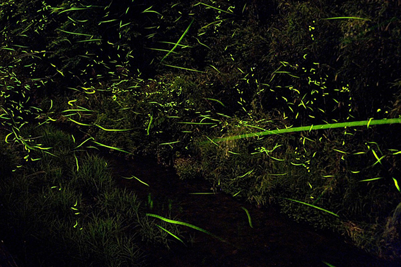 ほたるの里ふたみ ほたる祭り2026