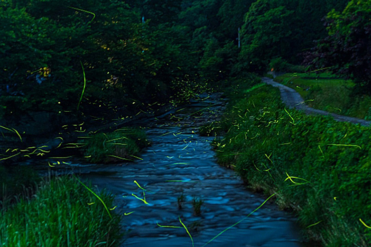 吉藤ラドンの郷 ホタル観賞20256