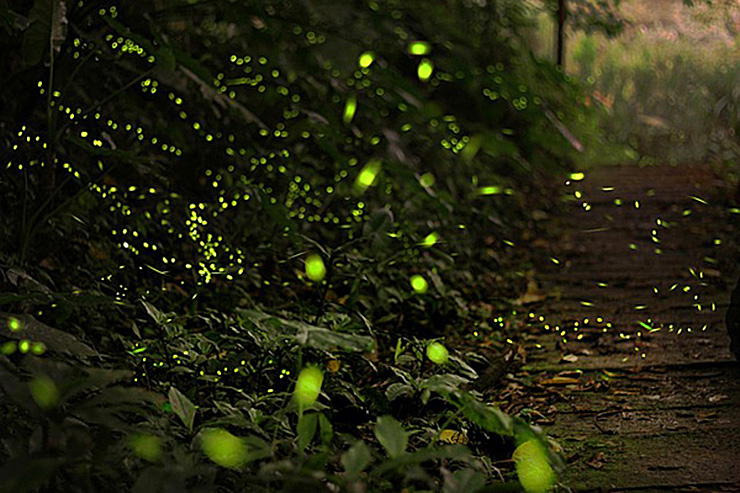 吉藤ラドンの郷 ホタル観賞2026