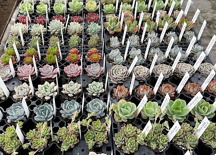 しまなみOasisフェスvol.1