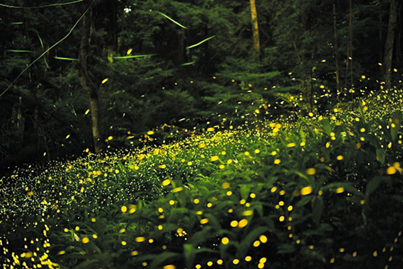 伊予市中山町ホタル観賞