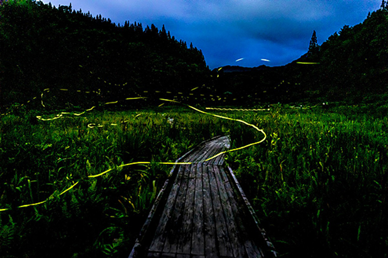 伊予市中山町ホタル観賞