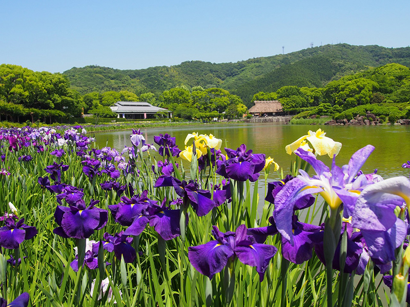 南楽園花菖蒲まつり